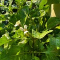 Arugula Seeds