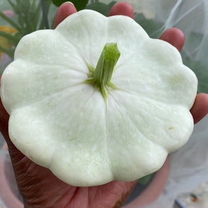 Early White Bush Scallop/Patty Pan Squash Seeds