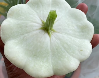 Early White Bush Scallop/Patty Pan Squash Seeds