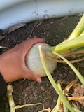 Onion Texas Early Grano Seeds - White