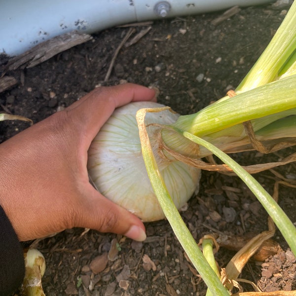 Onion Texas Early Grano Seeds - White