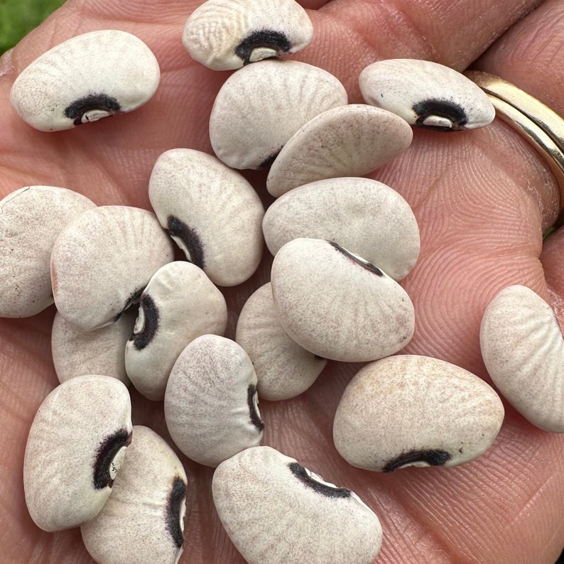 TheOkraLadyLLC Alabama Black Eye Butter Pole Bean Seeds