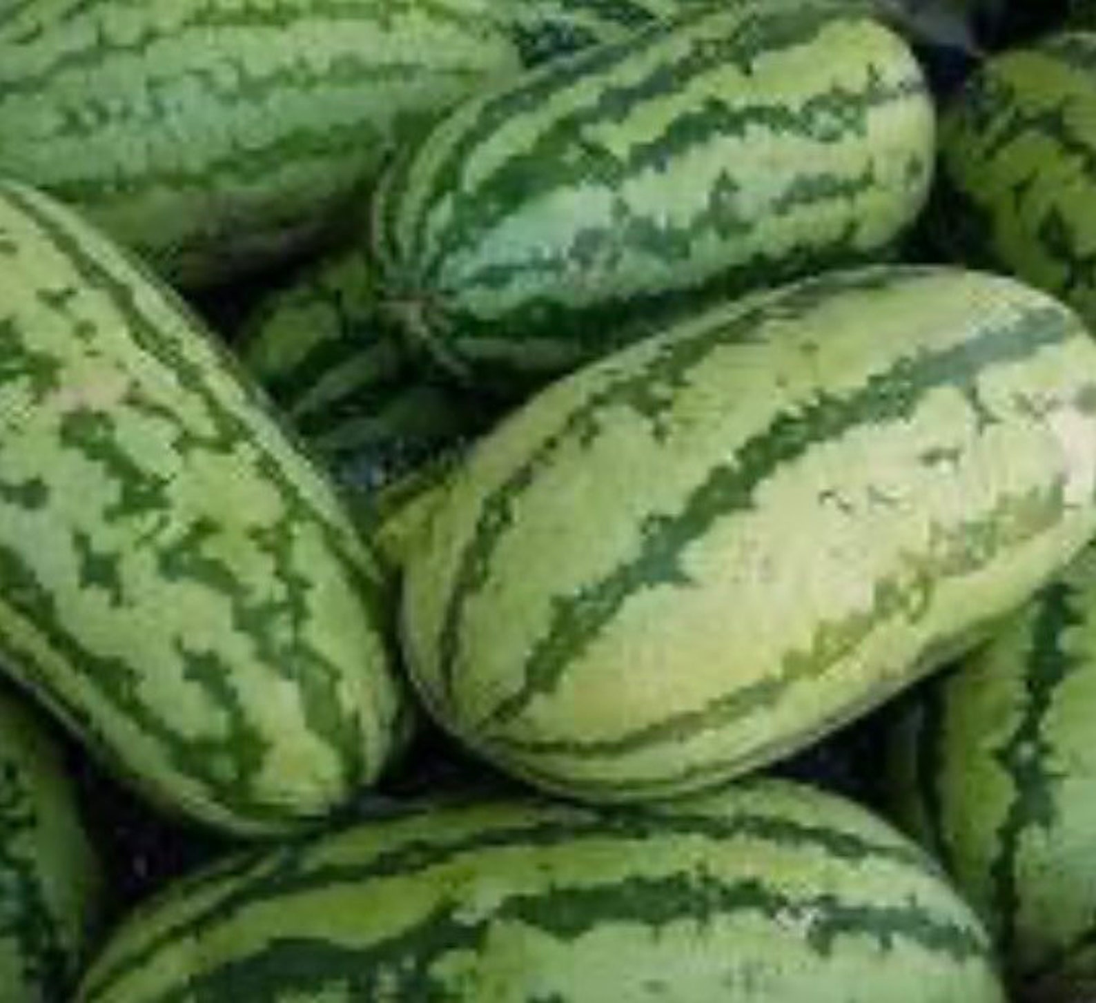 Gazania Sunny-Side Up - Premier Seeds Direct