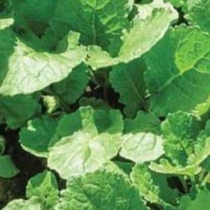 May include: Close-up of fresh, vibrant green leafy vegetables. The leaves have a textured surface and a slightly ruffled edge. The image showcases the natural beauty and detail of the plant, with varying shades of green.