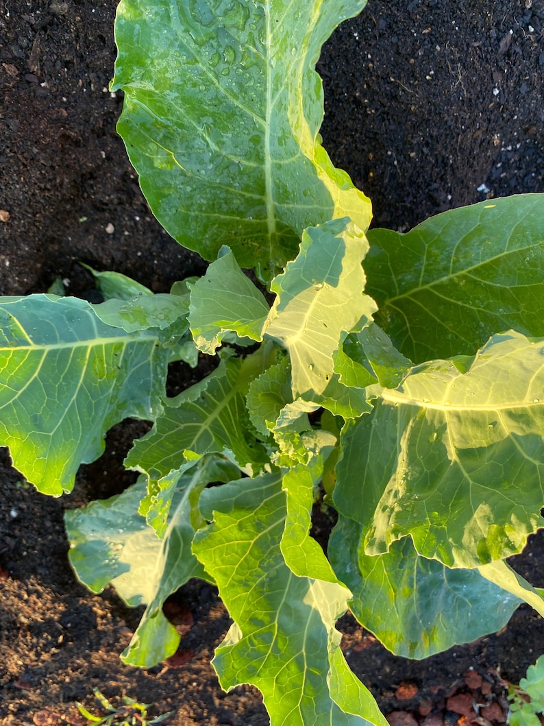 Yellow Cabbage Collard Seeds - Etsy