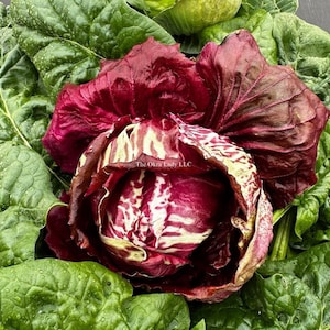 Radicchio Seeds