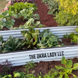 Morris Heading Collard Seeds