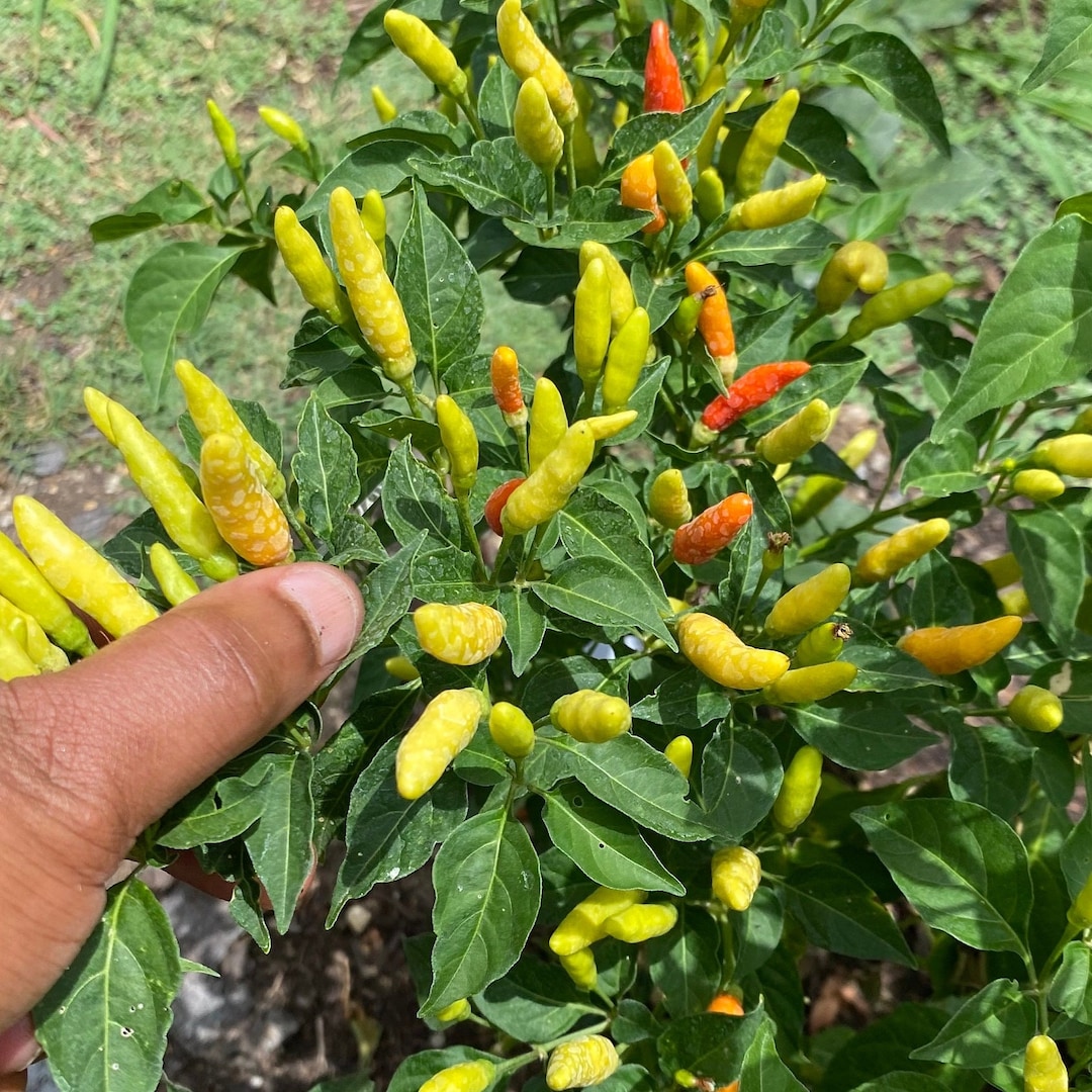 Tabasco Pepper Seeds Etsy