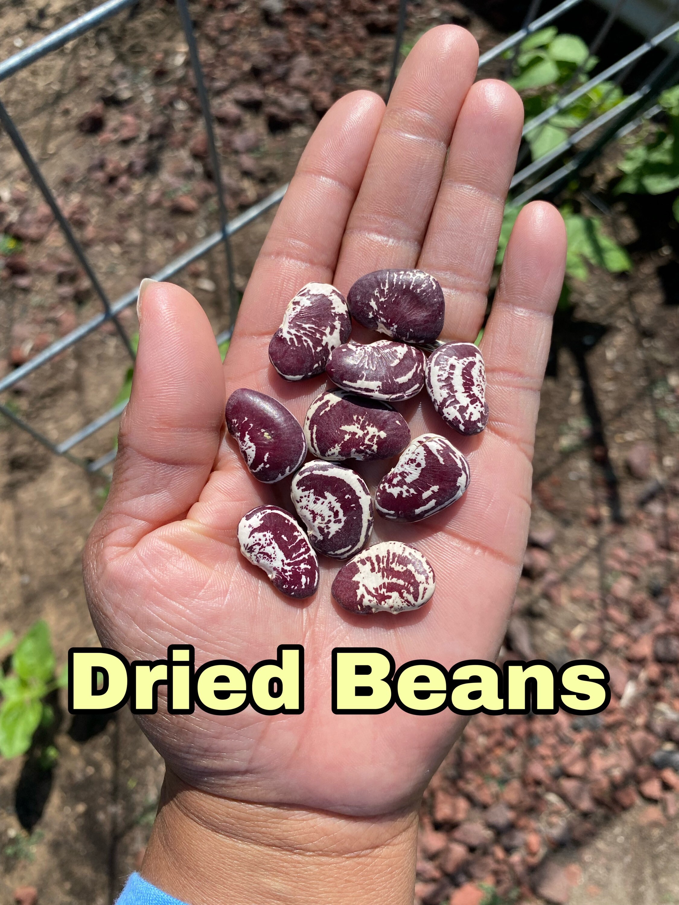 Speckled Calico Lima Bean Pole Seeds Etsy Speckled Calico Lima Bean Pole Seeds Etsy