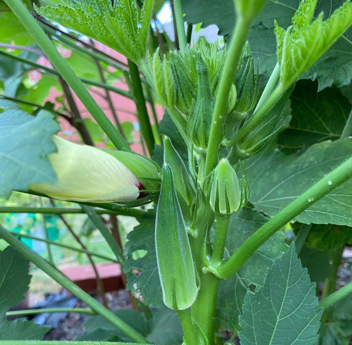 Jambalaya Okra Seeds Etsy