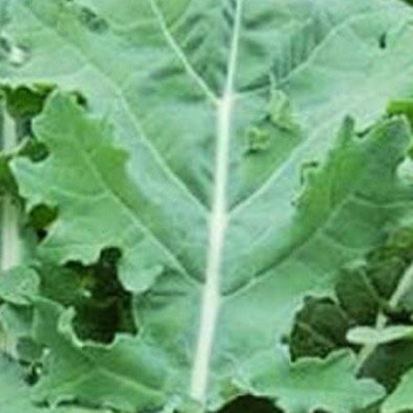 White Russian Kale Seeds