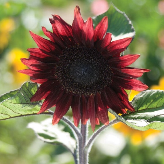 Red Single Stem Sunflower Seeds Etsy