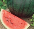 Sugar Baby Watermelon Seeds