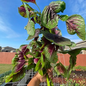 Red Stripe Leaf Amaranth Seeds