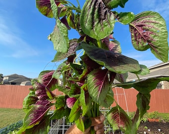 Red Stripe Leaf Amaranth Seeds