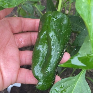 Ancho Poblano Pepper Seeds