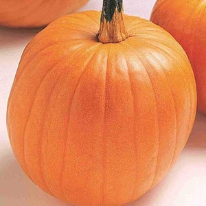 Jack O&#39; Lantern Pumpkin Seeds
