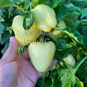 White Bell Pepper Seeds Heirloom