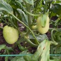 Roma Tomato Seeds - Determinate