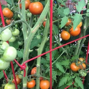 Large Cherry Tomato Seeds