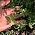 Purslane Green Seeds