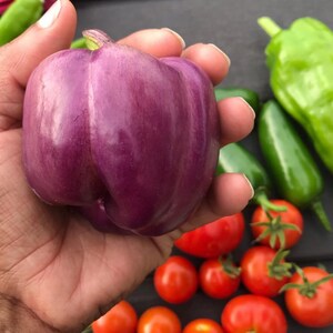 Lilac Sweet Bell Pepper Seeds