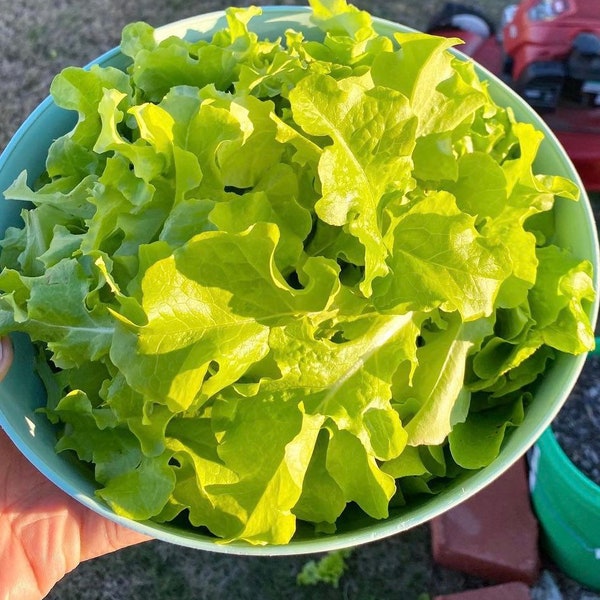 Salad Bowl Lettuce Seeds