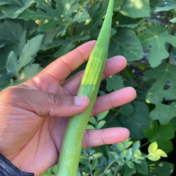 Perkins Long Pod Okra Seeds (Heirloom)