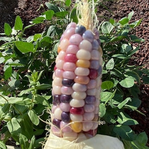 Glass Gem Corn Seeds