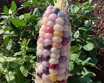 Glass Gem Corn Seeds