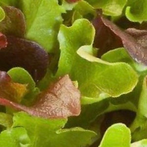 Heatwave Mix Lettuce Seeds