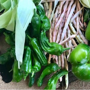 Sweet Shishito Pepper Seeds