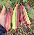 Red Okra 98 Seeds
