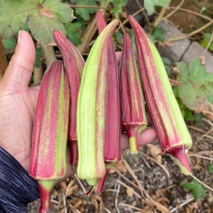 Red Okra 98 Seeds