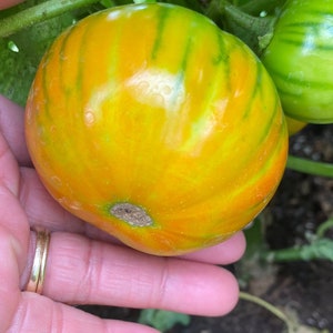 Organic Turkish Orange Eggplant Seeds