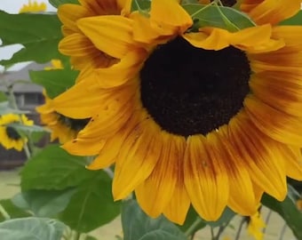 Autumn Beauty Sunflower Seeds