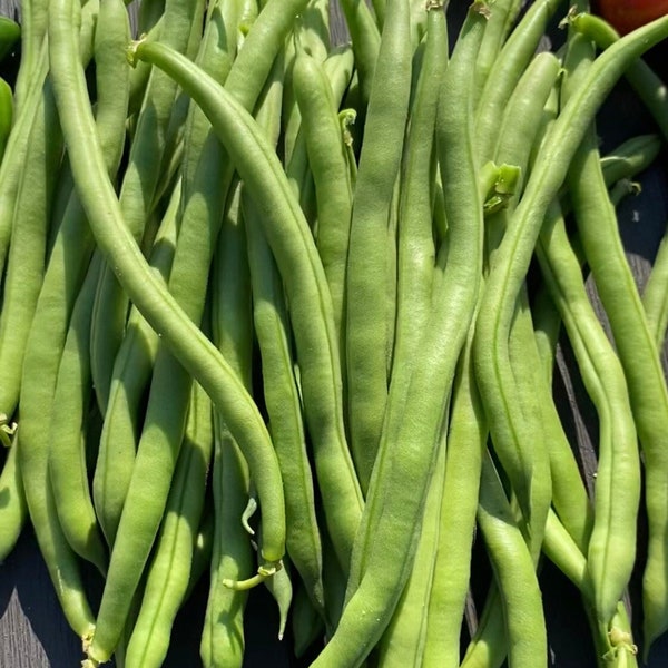 Jade Bush Bean Seeds