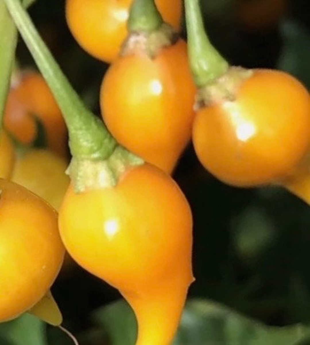 Biquinho Yellow Pepper Seeds - Etsy