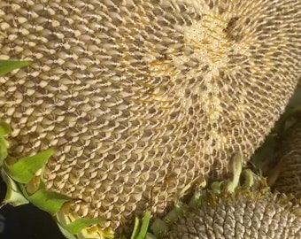 Skyscraper Sunflower Seeds