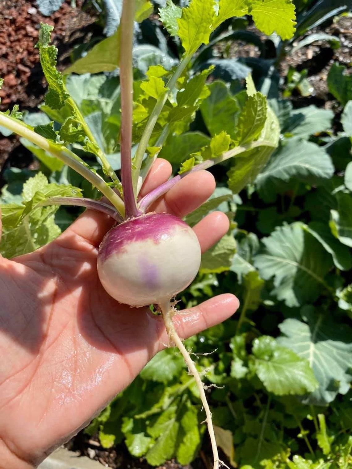 Purple Top Turnip Seeds Etsy