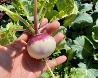 Purple Top Turnip Seeds