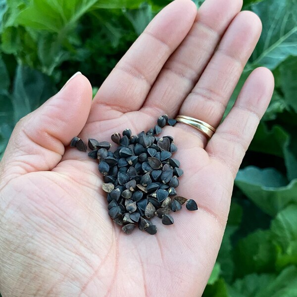 Buckwheat Seeds Etsy
