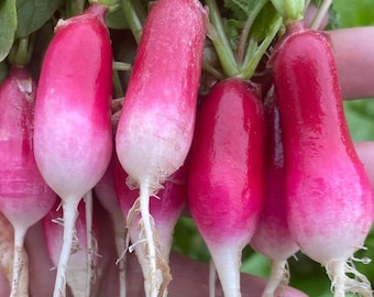Radish French Breakfast Seeds