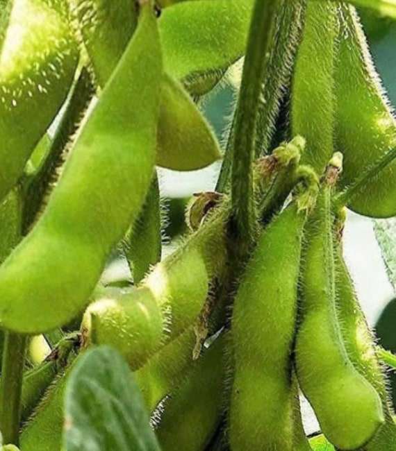 Edamame Seeds - Etsy