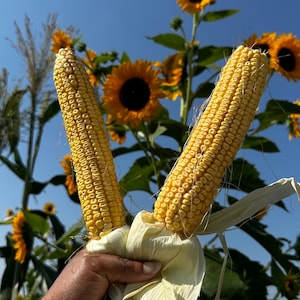 May include: Two ears of corn with husks still attached, held in a hand against a background of sunflowers.