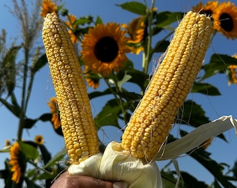 Puede incluir: Dos mazorcas de maíz con las hojas todavía adheridas, sostenidas en una mano contra un fondo de girasoles.