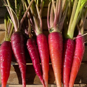 Purple Carrot Seeds Heirloom