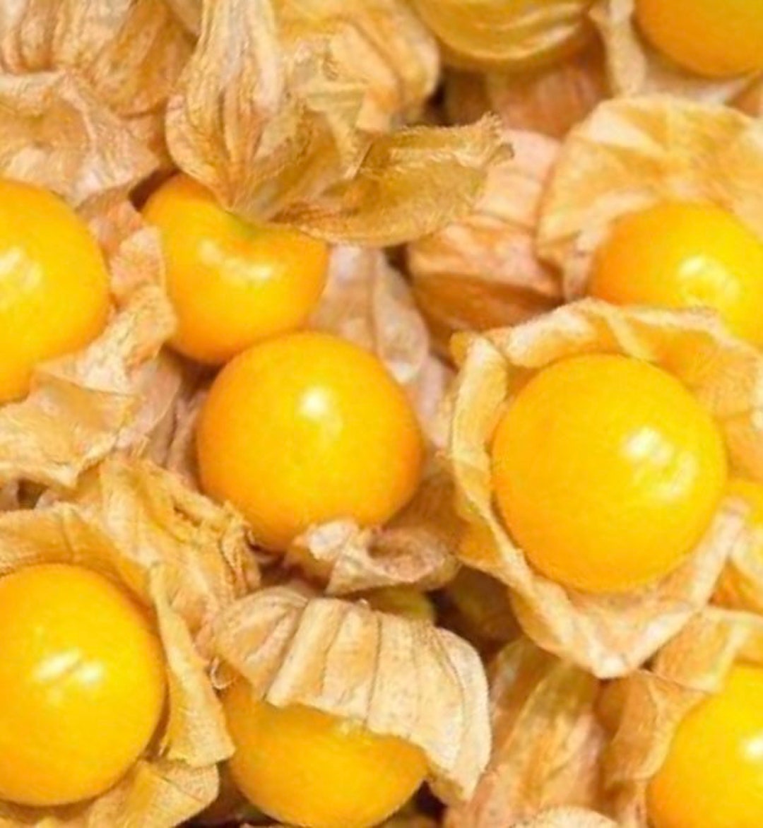 Giant Ground Cherry gooseberry Seeds Heirloom Etsy