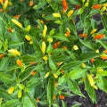 Tabasco Pepper Seeds