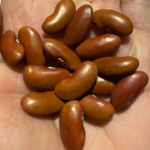 Red Kidney Bean Seeds